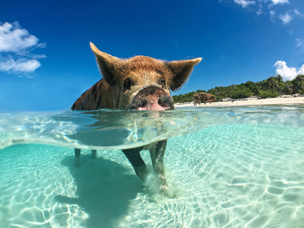 Big Majors Cay, Bahamas