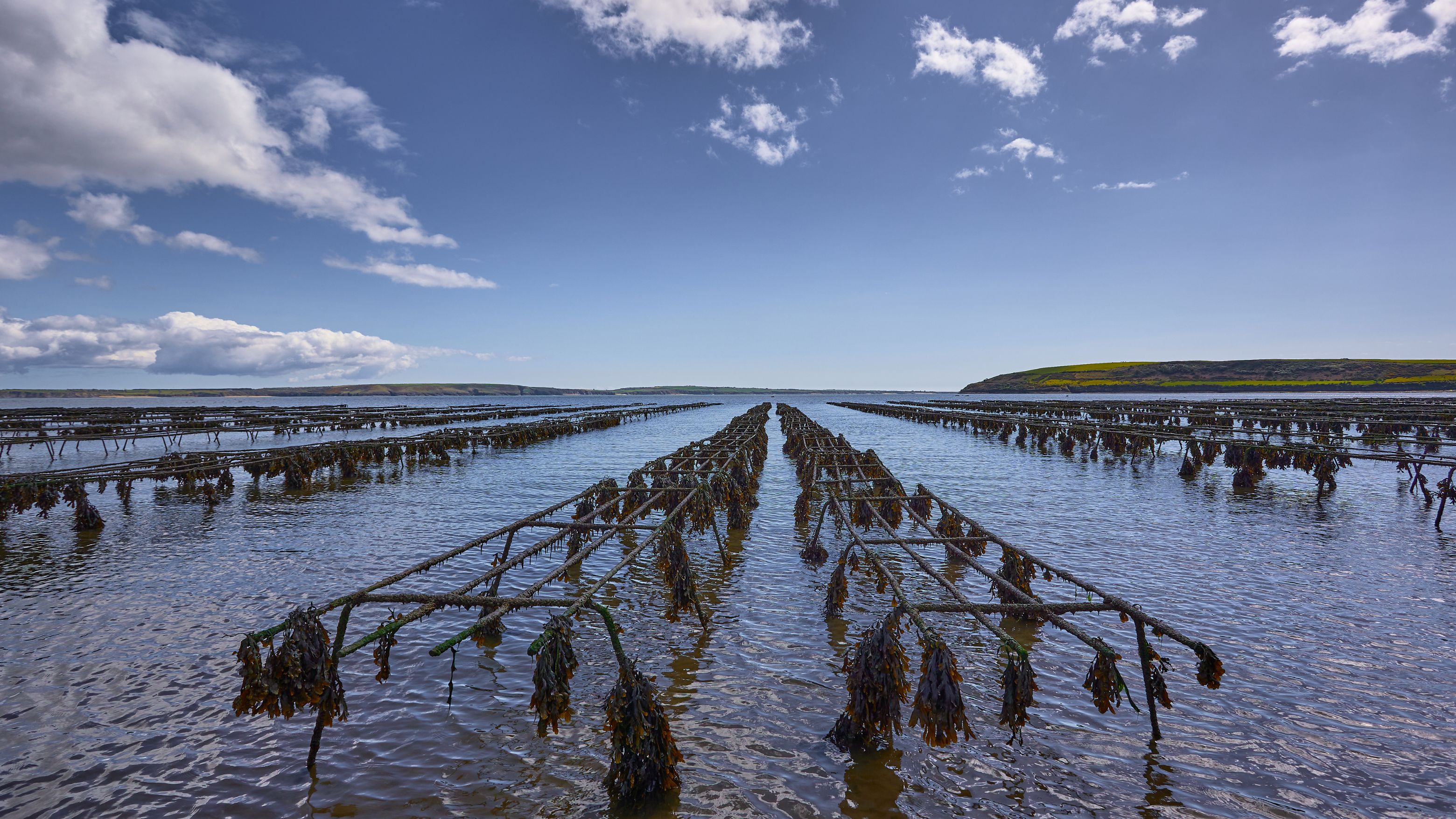 Oyster Beds at Woodstown Beach in Waterford, Ireland