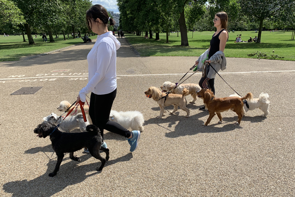 Dog Walkers in Kensington Gardens in London